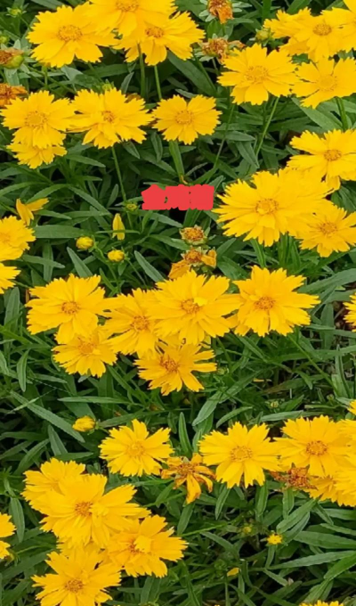 金鸡菊叫什么名字