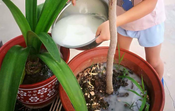 家庭养花用生根粉