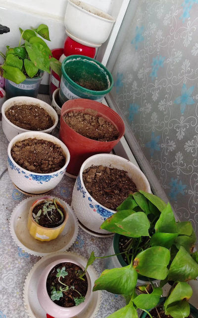 家庭养花用生根粉