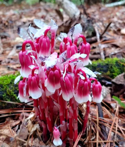 水晶兰会开什么花