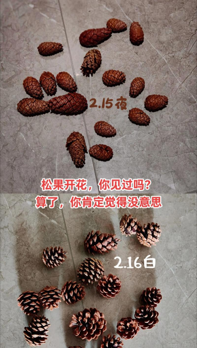 松果怎样养花