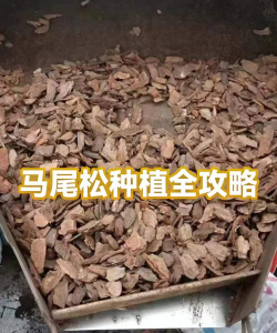 马尾松如何移栽