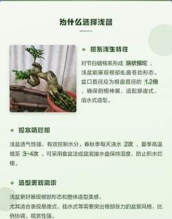 对节白蜡如何养护