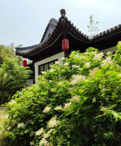 华北珍珠梅什么科