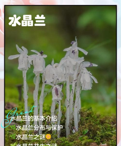 水晶兰怎么养最好