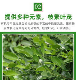 小叶黄杨喜什么肥料