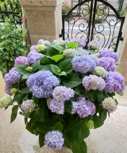 圆形球花朵叫什么花