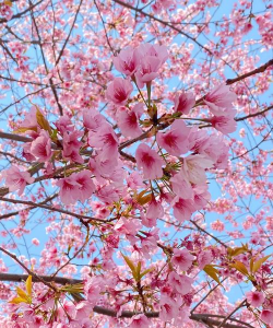 1月的樱花是什么