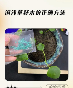 铜钱草果实怎么收
