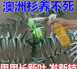 家庭养花用生根粉