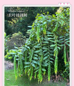 叶子连着长是什么植物