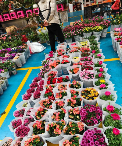 云南什么地方批发鲜花