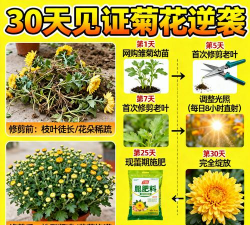 家庭养花用生根粉