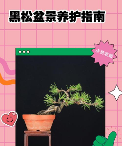 黑松盆景如何养护