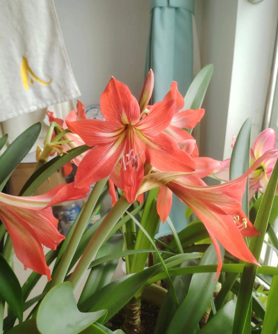 家庭养花用生根粉