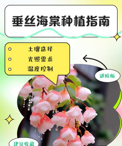 怎么种植垂丝海棠