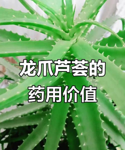 龙爪芦荟清什么火