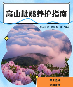 高山杜鹃怎么去养护