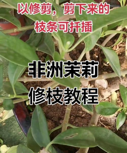 如何修剪非洲茉莉