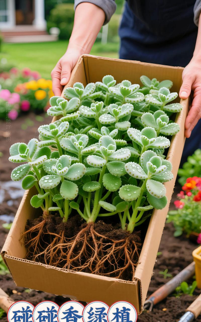 家庭养花用生根粉