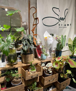 家庭养花用生根粉