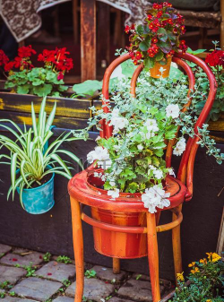 家庭养花用生根粉