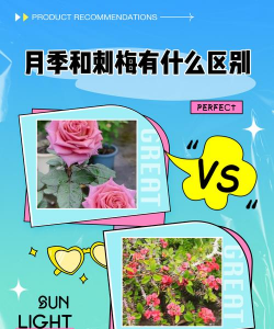 月季刺梅怎么区分