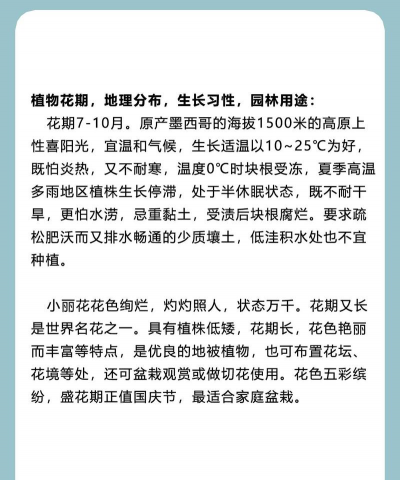 小丽花有什么特点