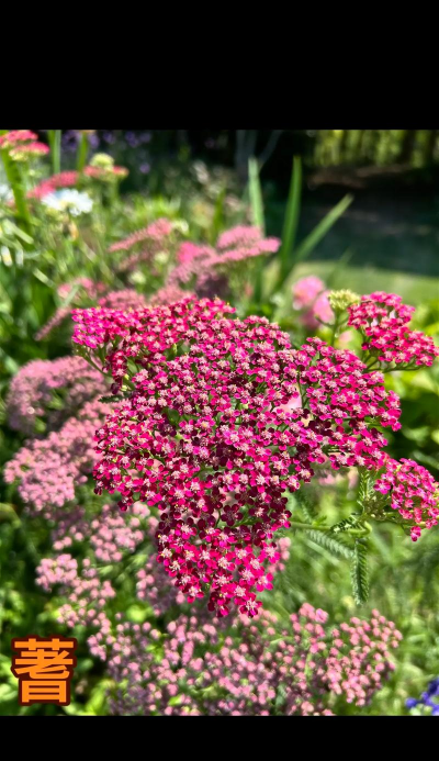 多叶蓍什么季节开花