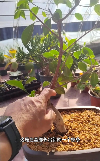 家庭养花用生根粉