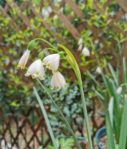 雪照莲怎么修剪
