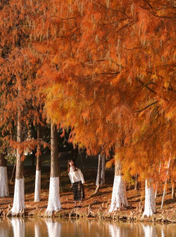 落羽杉对人体有什么好