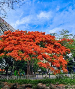 厦门的市树是什么树