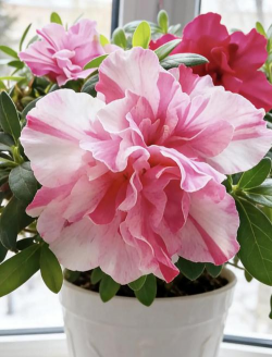 西洋杜鹃夏天怎么管理