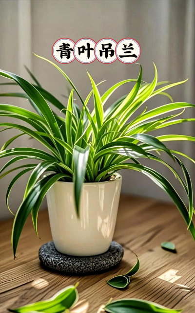 青叶吊兰的形状是什么