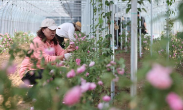 家庭养花用生根粉