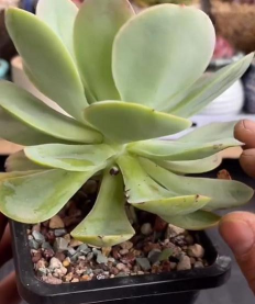 碧桃徒长怎么办