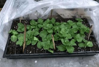 倒挂金钟的高效育苗! 倒挂金钟的高效育苗!