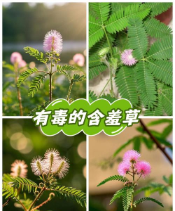 什么含羞草有毒吗
