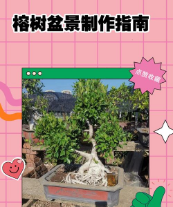 如何制作榕树盆景
