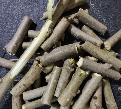 桑树枝断了怎么救活