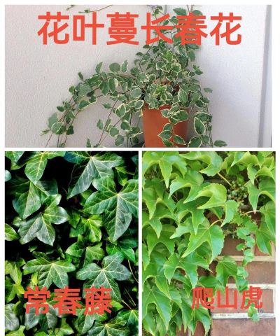 蔓长春花什么科