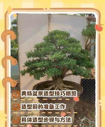 如何制作黄杨盆景