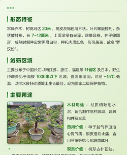 罗汉杉有什么用处