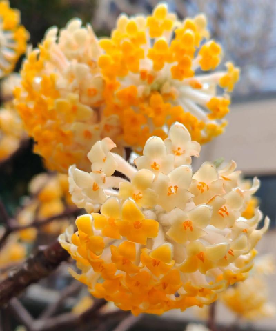 结香花什么是白色的