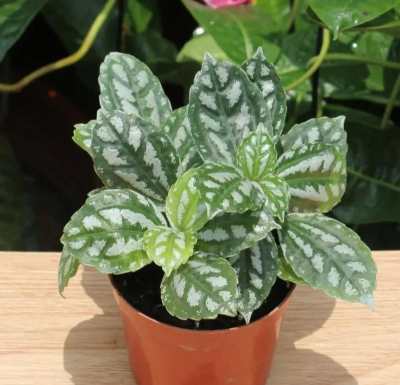 冷水花怎么没有花朵