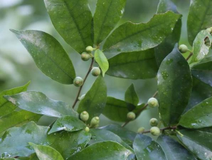 台湾榕叶子发黄是什么