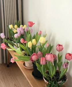 家庭养花用生根粉