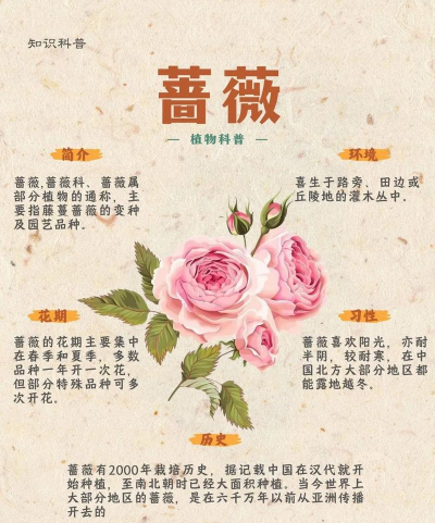 野蔷薇的花语是什么