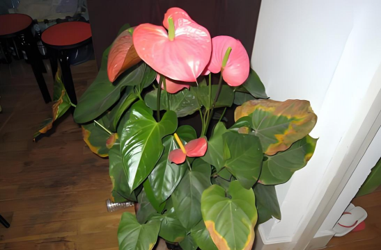 家庭养花用生根粉